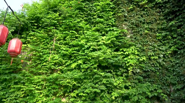 Vines cover the wall, forming a green plant wall backdrop.