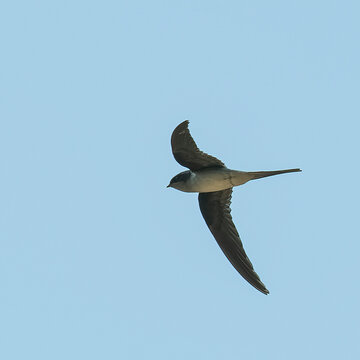 House Swift (Apus nipalensis) Flying in Clear Blue Sky
