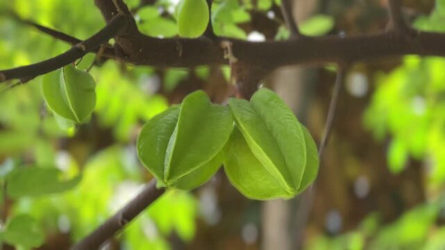 green leaves on a tree