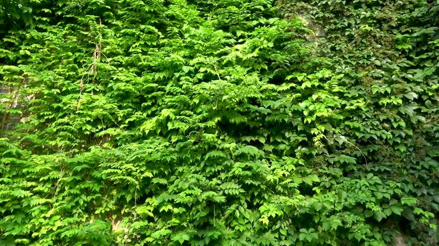 Vines cover the wall, forming a green plant wall backdrop.