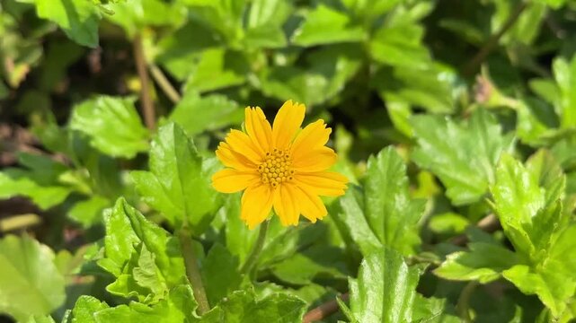 yellow dandelion flower