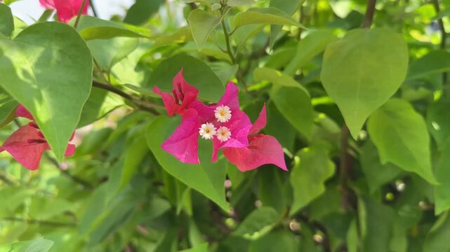 pink flowers in the garden