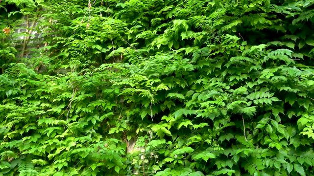 Vines cover the wall, forming a green plant wall backdrop.