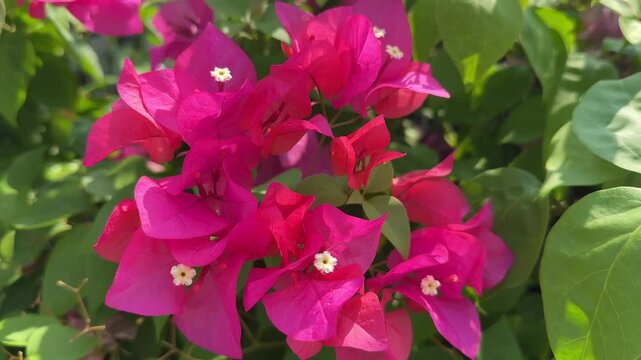 pink rose bush
