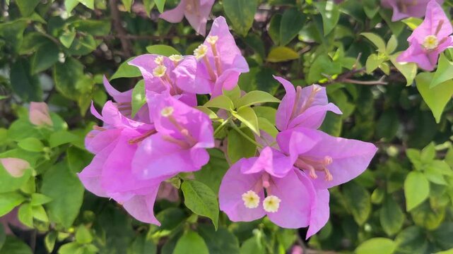 purple flowers in the garden