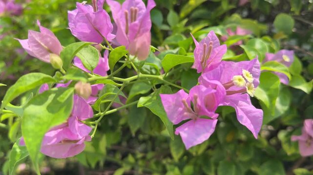 purple flowers in the garden