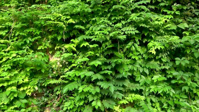 Vines cover the wall, forming a green plant wall backdrop.