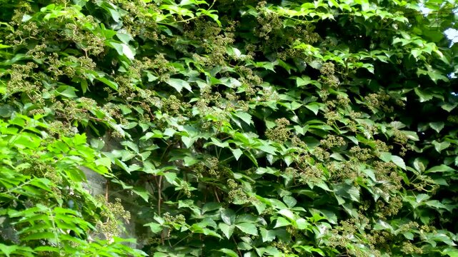 Vines cover the wall, forming a green plant wall backdrop.