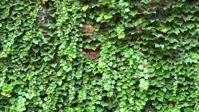 The wall is overgrown with vines, serving as a green plant wall background.
