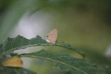 butterfly on a green leaf © Miju