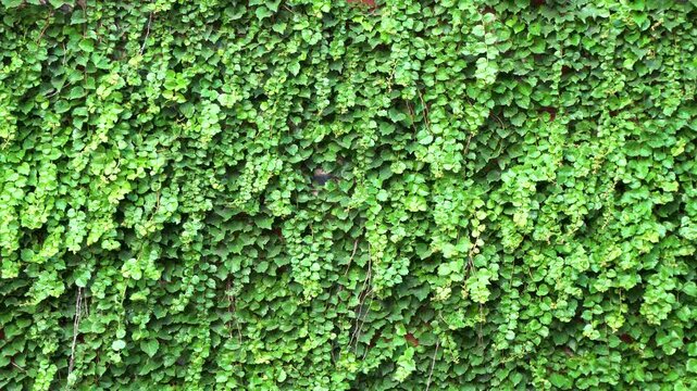 The wall is overgrown with vines, serving as a green plant wall background.