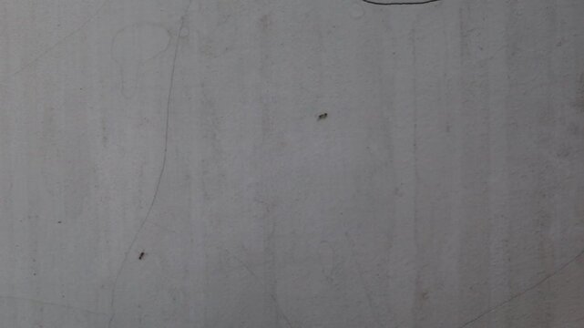 Small black ants moving across a wall inside a simple rural house in Java, Indonesia, showing everyday insect activity in a tropical village environment.