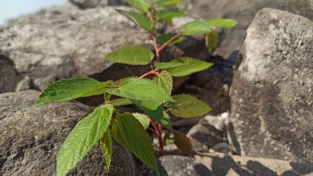 Young Muntingia calabura tree or seedling with delicate green leaves growing naturally among rocks, showing plant adaptation in a rugged environment.