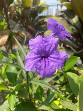 violet flower in the garden