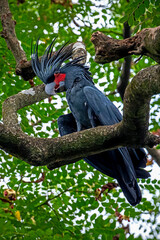 Stunning wildlife portrait of a rare wild Palm Cockatoo (Probosciger aterrimus) with its striking black crest and red cheek patch perched on a thick tree branch © Riadi