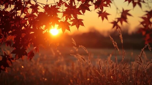 Autumn Maple Leaf Sunset Landscape Glowing Golden Light Meadow Grass
