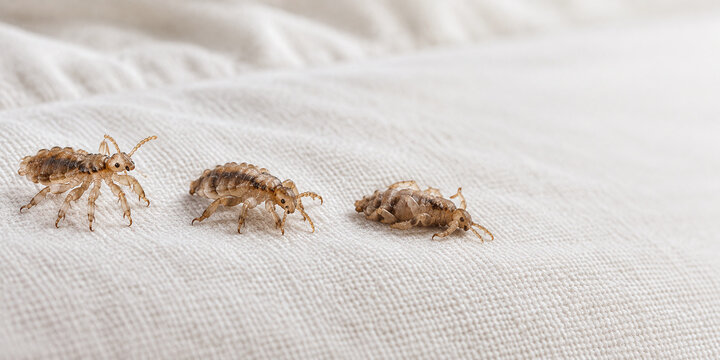Head Louse Survival Stages on Pillowcase