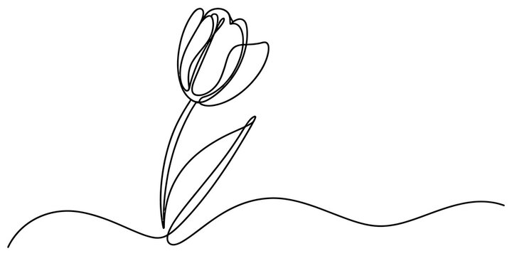 Minimalist single continuous line drawing of a beautiful tulip flower bloom with a stem and leaf in a simple elegant black and white graphic style isolated on transparent background, Vector