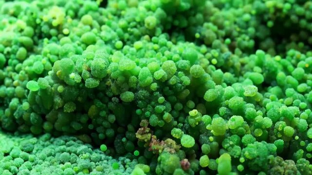 Macro close-up of green granular objects, microscopic close-up of green moss