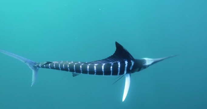 Striped marlin hunting school of sardines in deep blue ocean water.