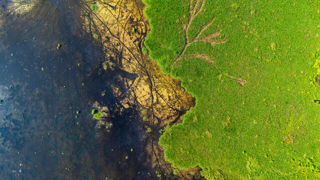 Aerial view of Lake Rawa Pening with vibrant green water hyacinth mats contrasting against dark open water Waduk Rawapening, Central Java, Indonesia.