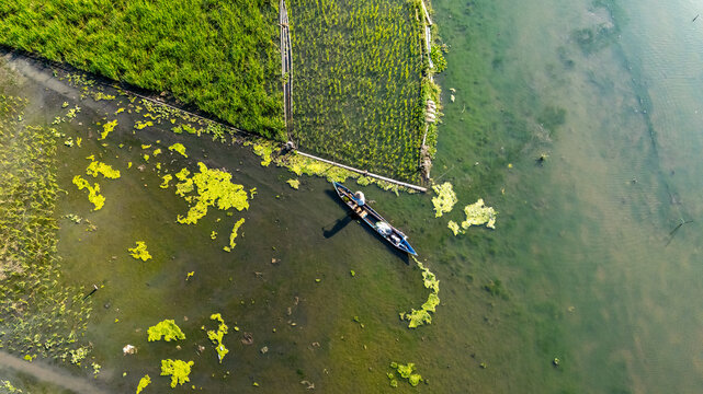 Aerial view of a fisherman in a small wooden boat on Lake Rawa Pening, surrounded by lush green rice paddies and aquatic vegetation in Waduk Rawapening, Central Java, Indonesia.