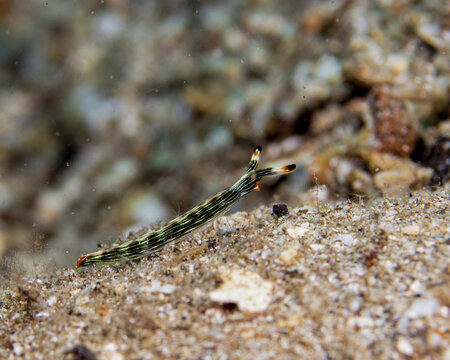 Slender Sap-sucking Slug, Thuridilla gracilis, in Tufi fjords, Papua New Guinea