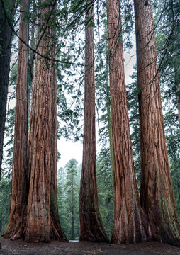 Row of Giant Sequoia Trunks, Vertical