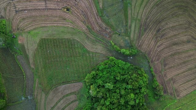 Aerial view of lush green forest patch surrounded by cultivated farm fields.