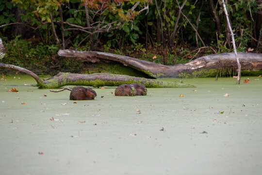 Three Muskrats Sitting Atop A Hidden Pond Branch Enjoying Green Algae