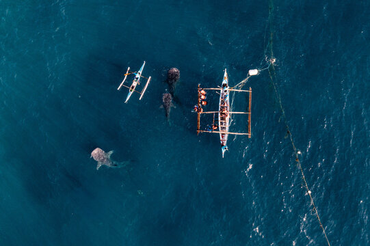 Aerial view of whale sharks swimming near traditional outrigger boats in the clear blue water of Oslob, Cebu, Philippines.