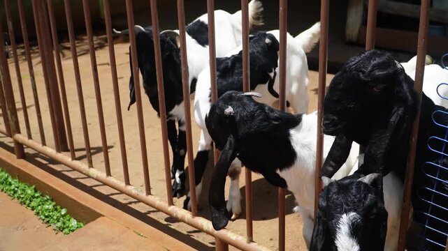 Black and white goats stand behind rusty metal bars in a sunlit enclosure with green plants nearby, showing curious expressions and natural farmyard behavior, highlighting enclosed elements.