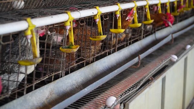 Row of chickens in metal cages with yellow feeders and white pipes, some pecking at food, eggs visible below, industrial farm setting with wire mesh and concrete flooring.