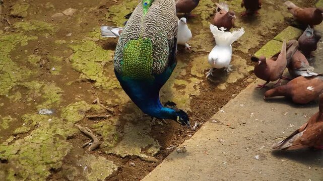 A vibrant peacock with iridescent green and blue plumage stands on muddy ground among a flock of brown and white pigeons, all foraging near a cracked concrete edge.