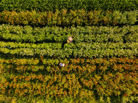 Aerial view of flower pickers wearing traditional hats working in vibrant rows of blooming flowers in Bali, Indonesia.