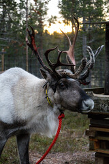 Reindeer with large antlers on a red rope in a Finnish forest © Shine Horovits