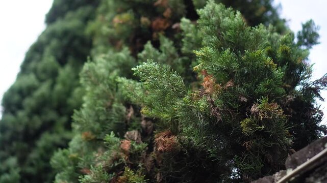 Close-up of a dense, green coniferous shrub with hints of brown foliage, set against a blurred forest backdrop under soft natural light, capturing intricate texture and seasonal variation.