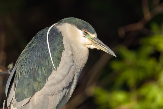 sleepy, black-crowned night heron 