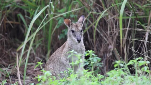 Agile wallaby sitting in grass looking at camera in Australian bush
