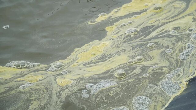 Yellow-green algal blooms swirl in murky water, forming swirling patterns with floating bubbles and surface turbulence, indicating environmental pollution or eutrophication in aquatic ecosystems.