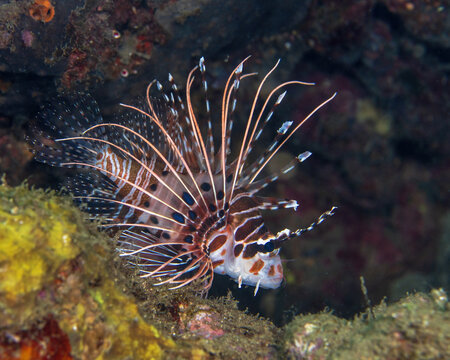 Spotfin Lionfish, Pterois antennata in Tufi fjords, Papua New Guinea