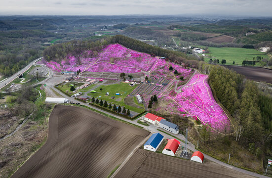 Aerial view of Higashimokoto Shibazakura Park with vibrant pink moss phlox covering the hillside, winding paths, and surrounding agricultural fields in Ozora, Hokkaido, Japan.