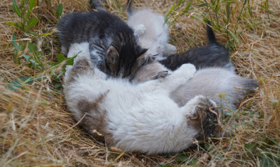 Mother cat nursing her newborn kittens in dry grass outdoors © PX