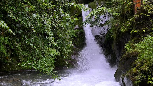 Mossy Forest Stream with Clear Flowing Water in Nature