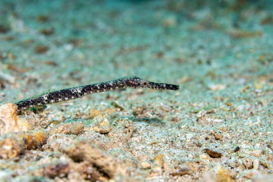 double-ended pipefish, Trachyrhamphus bicoarctatus, in Tufi fjords, Papua New Guinea