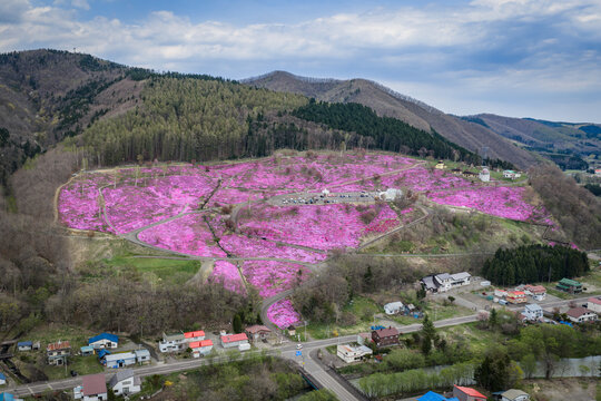 Aerial view of the vibrant pink moss fields at Higashimokoto Shibazakura Park set against rolling hills and forest in Ozora, Hokkaido, Japan.