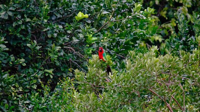 Crimson shining-parrot bird in canopy of forest trees on Kadavu Island, Fiji, South Pacific