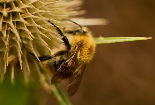 A bee on a flower.