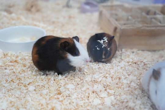 Guinea pigs sitting on sawdust. Pets and rodents close-up
