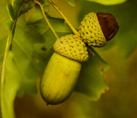 Acorns and oak leaves, macro. © Jan